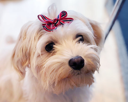 Null tull. Kun sjømat.